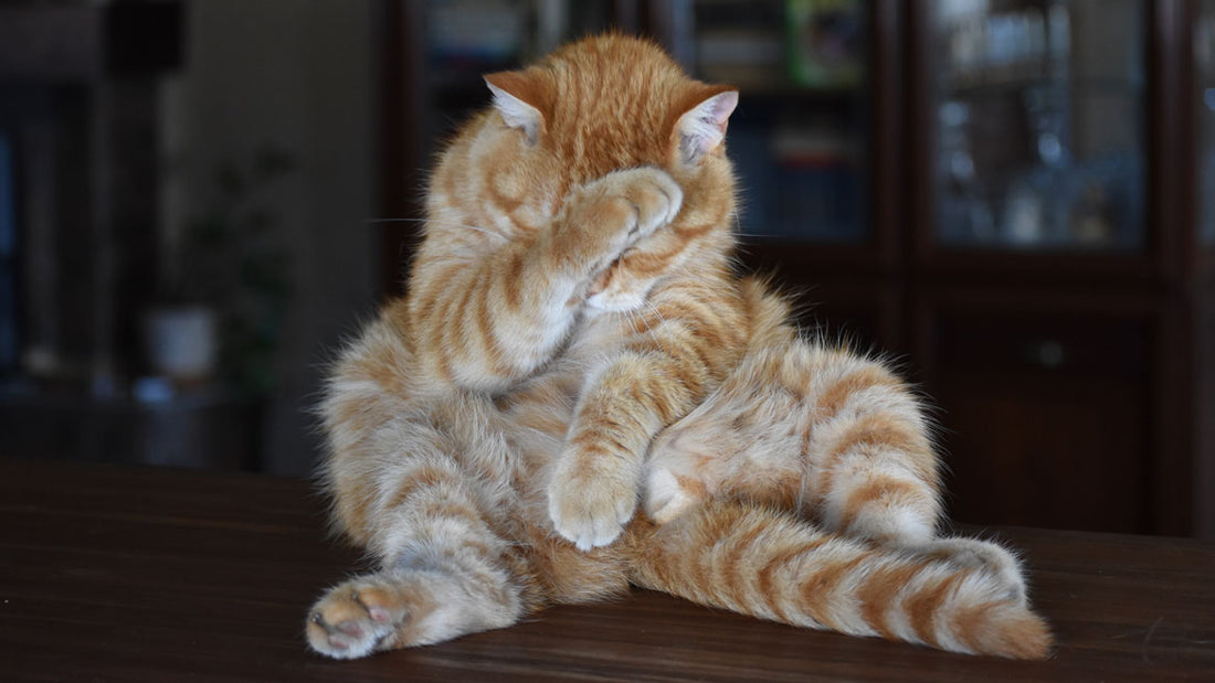 Ongemakkelijke poes met pootje op het hoofd