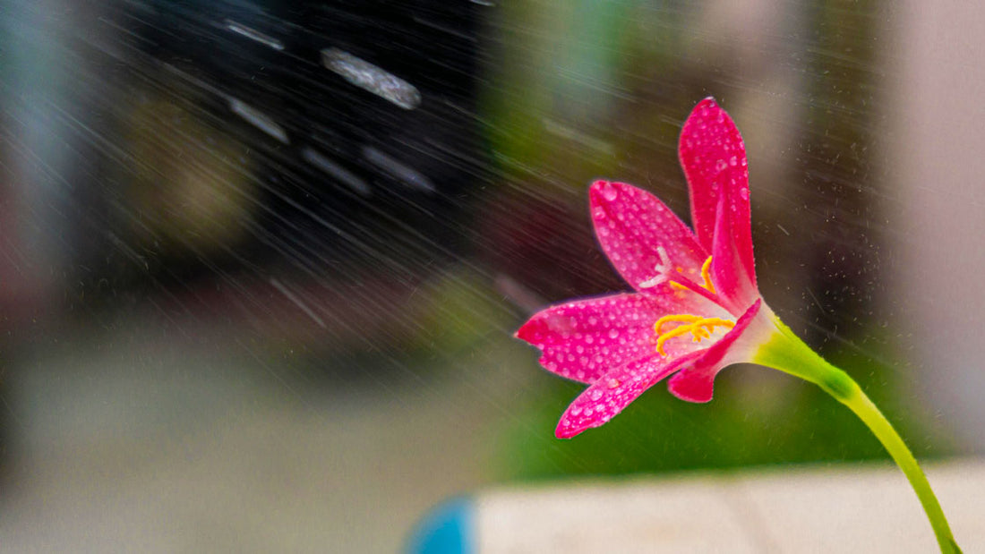 Waterspray op roze bloem
