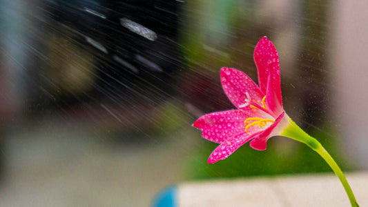 Waterspray op roze bloem